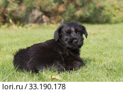 The puppy of Giant black schnauzer on the lawn. Стоковое фото, фотограф Jaroslav Frank / PantherMedia / Фотобанк Лори
