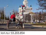 Участник первых городских бегов для лошадей орловской рысистой породы на ВДНХ на фоне Главного павильона в городе Москве, Россия. В десяти заездах участвуют восемь лошадей; впервые лошадиные бега в Москве прошли в 1834 году на Ходынском поле (2020 год). Редакционное фото, фотограф Николай Винокуров / Фотобанк Лори