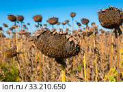 Illustration of scenics fields with ripe sunflowers (2017 год). Стоковое фото, фотограф Яков Филимонов / Фотобанк Лори