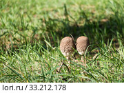 Съедобный гриб зонтик пестрый, даже в сыром виде прямо в лесу. Macrolepiota procera. Стоковое фото, фотограф Кузин Алексей / Фотобанк Лори