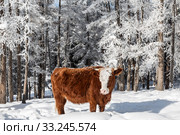 A cow stands in a snowdrift in the winter forest. Altai Republic, Russia. Стоковое фото, фотограф Наталья Волкова / Фотобанк Лори