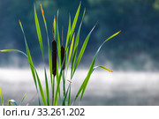 Typha or bulrush. Aquatic plant leaves and flowers. Стоковое фото, фотограф EugeneSergeev / Фотобанк Лори