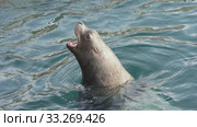 Wild marine mammal animal Northern Sea Lion swimming in cold water Pacific Ocean. Стоковое видео, видеограф А. А. Пирагис / Фотобанк Лори
