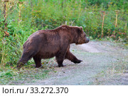 Wild Kamchatka brown bear Ursus arctos piscator come out forest, walking country road. Kamchatka Peninsula. Стоковое фото, фотограф А. А. Пирагис / Фотобанк Лори