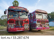 Два раскрашенных туристических автобуса "Ашок Лейланд" крупным планом. Вид спереди. Шри-Ланка (2020 год). Редакционное фото, фотограф Виктор Карасев / Фотобанк Лори