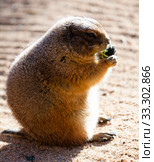 Black tailed prairie dog (Cynomys ludovicianus) Стоковое фото, фотограф Яков Филимонов / Фотобанк Лори