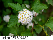 Пузыреплодник калинолистный  (лат. Physocarpus opulifolius) Стоковое фото, фотограф Александр Щепин / Фотобанк Лори