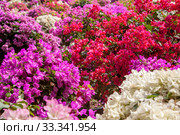 Flowers in Asia, Beautiful bushes with bright pink, red and white flowers. Стоковое фото, фотограф Evgenii Mitroshin / Фотобанк Лори