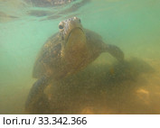 Оливковая черепаха на мелководье крупным планом. Шри-Ланка (2020 год). Стоковое фото, фотограф Виктор Карасев / Фотобанк Лори