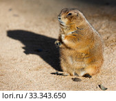 Black tailed prairie dog eating grass (Cynomys ludovicianus) Стоковое фото, фотограф Яков Филимонов / Фотобанк Лори