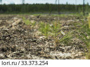 Рекультивация участка добычи нефти. Посадка саженцев сосны. Reclamation of an oil production site. Planting pine seedlings. Стоковое фото, фотограф Евгений Романов / Фотобанк Лори