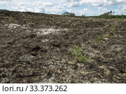 Рекультивация участка добычи нефти. Посадка саженцев сосны. Reclamation of an oil production site. Planting pine seedlings. Стоковое фото, фотограф Евгений Романов / Фотобанк Лори