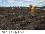 Рекультивация участка добычи нефти. Посадка саженцев сосны. Reclamation of an oil production site. Planting pine seedlings. (2015 год). Редакционное фото, фотограф Евгений Романов / Фотобанк Лори