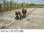 Рекультивация участка добычи нефти. Посадка саженцев сосны. Reclamation of an oil production site. Planting pine seedlings. (2015 год). Редакционное фото, фотограф Евгений Романов / Фотобанк Лори