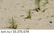 Рекультивация участка добычи нефти. Посадка саженцев сосны. Reclamation of an oil production site. Planting pine seedlings. Стоковое видео, видеограф Евгений Романов / Фотобанк Лори