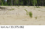 Рекультивация участка добычи нефти. Посадка саженцев сосны. Reclamation of an oil production site. Planting pine seedlings. Стоковое видео, видеограф Евгений Романов / Фотобанк Лори