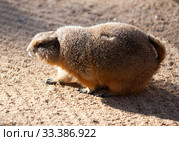Black tailed prairie dog (Cynomys ludovicianus) Стоковое фото, фотограф Яков Филимонов / Фотобанк Лори