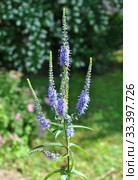 Вероника длиннолистная (лат. Veronica longifolia) Стоковое фото, фотограф lana1501 / Фотобанк Лори
