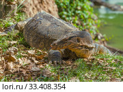 Полосатый варан (Varanus salvator) крупным планом солнечным днем. Таиланд (2019 год). Стоковое фото, фотограф Виктор Карасев / Фотобанк Лори