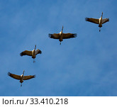 Flock of cranes flying. Стоковое фото, фотограф Яков Филимонов / Фотобанк Лори