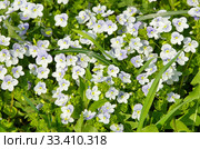 Вероника нитевидная (лат. Veronica filiformis) цветет весной. Стоковое фото, фотограф Елена Коромыслова / Фотобанк Лори