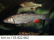 Голавль  Squalius Cephalus. Стоковое фото, фотограф Татьяна Белова / Фотобанк Лори