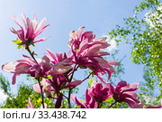 Цветущая лилиецветная магнолия  (Magnolia liliiflora) сщкеф "Сюзанна". Аптекарский Огород (филиал ботанического сада МГУ), Москва. Стоковое фото, фотограф Сергей Рыбин / Фотобанк Лори