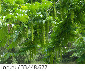 Лапина ясенелистная с плодами (Pterocarya fraxinifolia) Стоковое фото, фотограф Ирина Борсученко / Фотобанк Лори