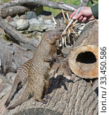 Zookeeper feeds animal. Banded mongoose (Mungos mungo) Стоковое фото, фотограф Валерия Попова / Фотобанк Лори