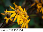 Ligularia dentata, summer ragwort, bright flowers. Стоковое фото, фотограф Короленко Елена / Фотобанк Лори
