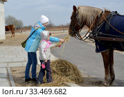 Молодая женщина с маленькой дочерью кормят лошадь сеном на открытом воздухе. Калининградская область. Стоковое фото, фотограф Ирина Борсученко / Фотобанк Лори