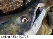 Wild red salmon fish Sockeye Salmon Oncorhynchus nerka. Pacific salmon red color during spawning. Close-up view of fish snout underwater. Стоковое фото, фотограф А. А. Пирагис / Фотобанк Лори