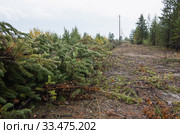 Лесопользование: очистка просеки под ЛЭП. Forest management: clearing the clearing for power lines. Стоковое фото, фотограф Евгений Романов / Фотобанк Лори