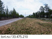 Лесопользование: очистка просеки под ЛЭП. Forest management: clearing the clearing for power lines. Стоковое фото, фотограф Евгений Романов / Фотобанк Лори