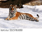 Амурский тигр на снегу (лат. Panthera tigris altaica) Стоковое фото, фотограф Щеголева Ольга / Фотобанк Лори