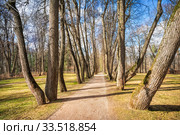 Липовая аллея в Остафьево Linden alley in Ostafyevo (2020 год). Стоковое фото, фотограф Baturina Yuliya / Фотобанк Лори