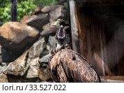 Bird of prey screams at the zoo. Стоковое фото, фотограф Gagara / Фотобанк Лори