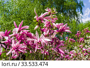 Цветущая лилиецветная магнолия  (Magnolia liliiflora) сщкеф "Сюзанна". Аптекарский Огород (филиал ботанического сада МГУ), Москва. Стоковое фото, фотограф Сергей Рыбин / Фотобанк Лори