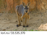 Большой рыжий кенгуру (Macropus Rufus) крупным планом (2018 год). Стоковое фото, фотограф Виктор Карасев / Фотобанк Лори