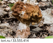 Gyromitra gigas in spring forest closeup. Стоковое фото, фотограф Наталья Волкова / Фотобанк Лори