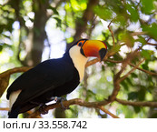 Toco toucan. Стоковое фото, фотограф Яков Филимонов / Фотобанк Лори