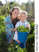 Woman with son harvesting peppers. Стоковое фото, фотограф Яков Филимонов / Фотобанк Лори