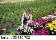 Woman gardener holding flowers dimorphotheca in greenhouse. Стоковое фото, фотограф Яков Филимонов / Фотобанк Лори