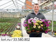 Glasshouse owner carrying tray with potted Dimorphotheca. Стоковое фото, фотограф Яков Филимонов / Фотобанк Лори