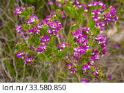 polygala myrtifolia blossom. Стоковое фото, фотограф Яков Филимонов / Фотобанк Лори