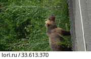 Vertical footage hungry wild Kamchatka brown bear walking on roadside of asphalt road terrible looking around. Стоковое видео, видеограф А. А. Пирагис / Фотобанк Лори