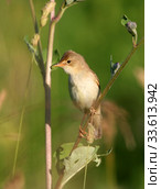 Камышовка с пойманным насекомым в клюве (Камышевка болотная, Acrocephalus palustris) Стоковое фото, фотограф Щеголева Ольга / Фотобанк Лори
