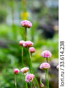 Розовые цветы Армерия русцинонская (Armeria ruscinonensis) крупным планом. Стоковое фото, фотограф Евгений Ткачёв / Фотобанк Лори