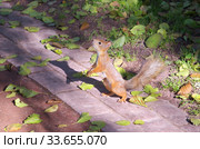 Белка обыкновенная, или векша (лат. Sciurus vulgaris) в осеннем парке. Стоковое фото, фотограф Елена Коромыслова / Фотобанк Лори