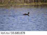 Chomga duck in the Bird Harbor Nature Park in the city of Omsk. Стоковое фото, фотограф Александр Карпенко / Фотобанк Лори